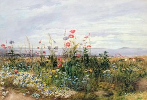 ダブリンダンリーの景色を望む野生の花